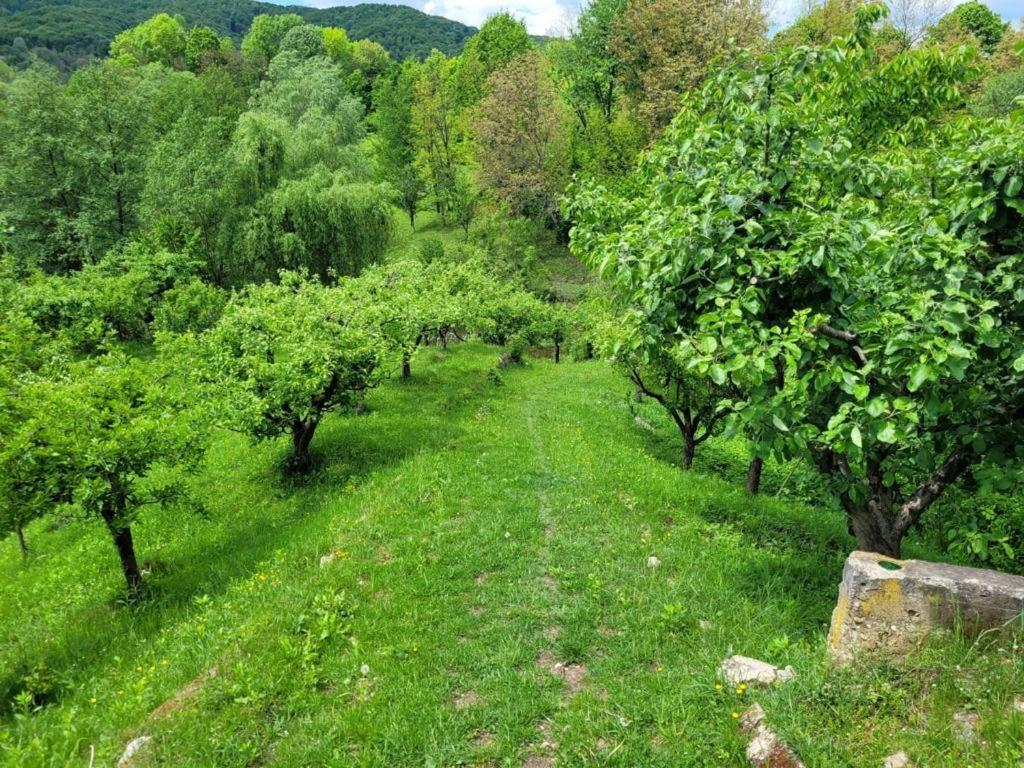 Valea Lunga-CricovCasa Adelina别墅 外观 照片